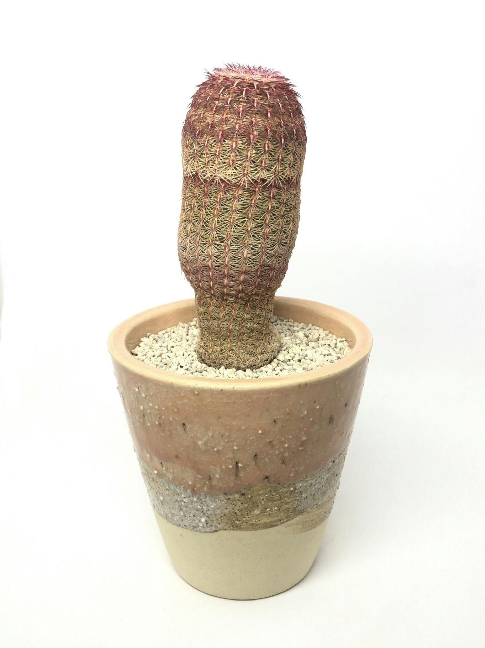 経年変化を楽しめる育てる鉢 あなたが完成させる あなただけの一鉢を Campfire キャンプファイヤー 経年変化を楽しめる育てる鉢 あなたが完成させる あなただけの一鉢を Campfire キャンプファイヤー