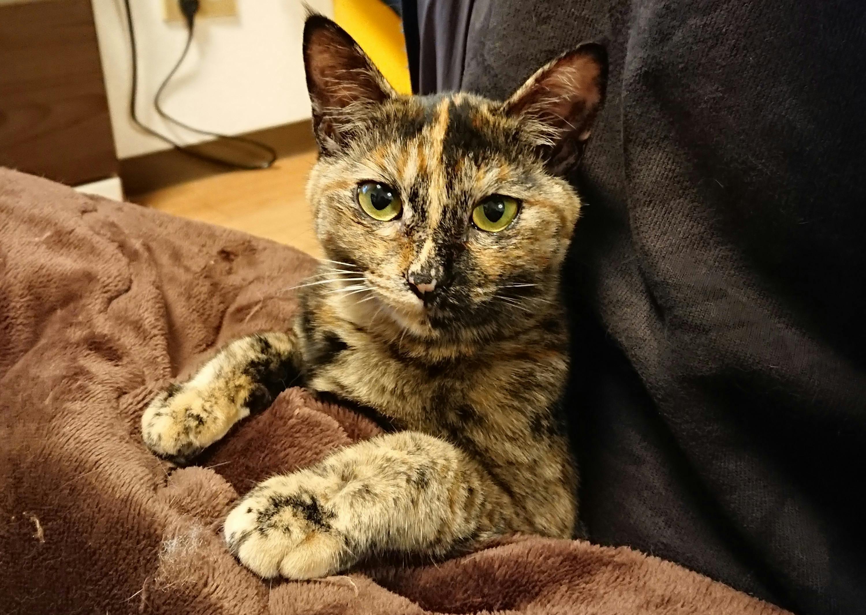 助けてください 愛猫むぎの猫伝染性腹膜炎 Fip の治療費のご協力を願います Campfire キャンプファイヤー 助けてください 愛猫むぎの猫伝染性腹膜炎 Fip の治療費のご協力を願います Campfire キャンプファイヤー