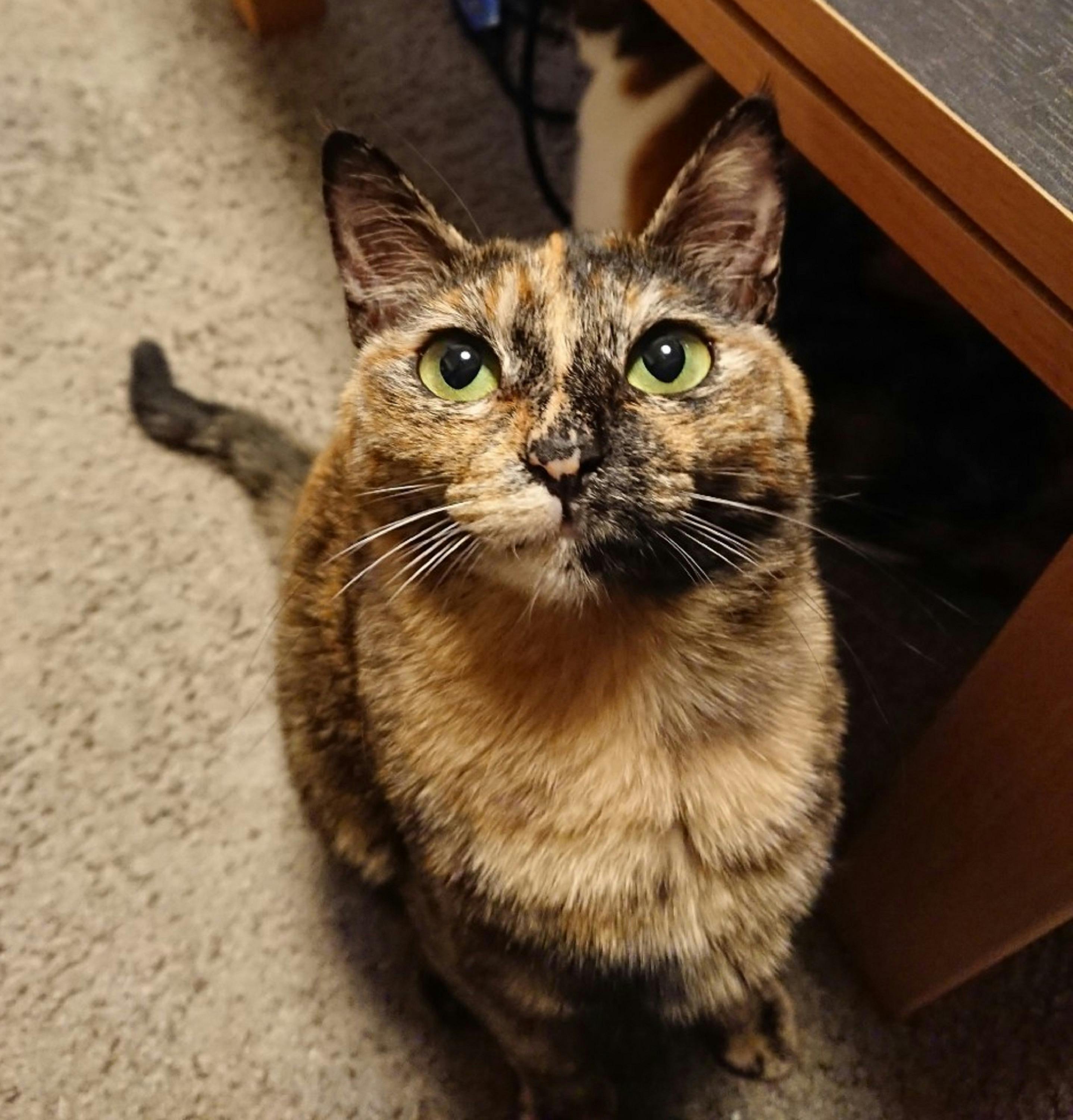 助けてください 愛猫むぎの猫伝染性腹膜炎 Fip の治療費のご協力を願います Campfire キャンプファイヤー 助けてください 愛猫むぎの猫伝染性腹膜炎 Fip の治療費のご協力を願います Campfire キャンプファイヤー