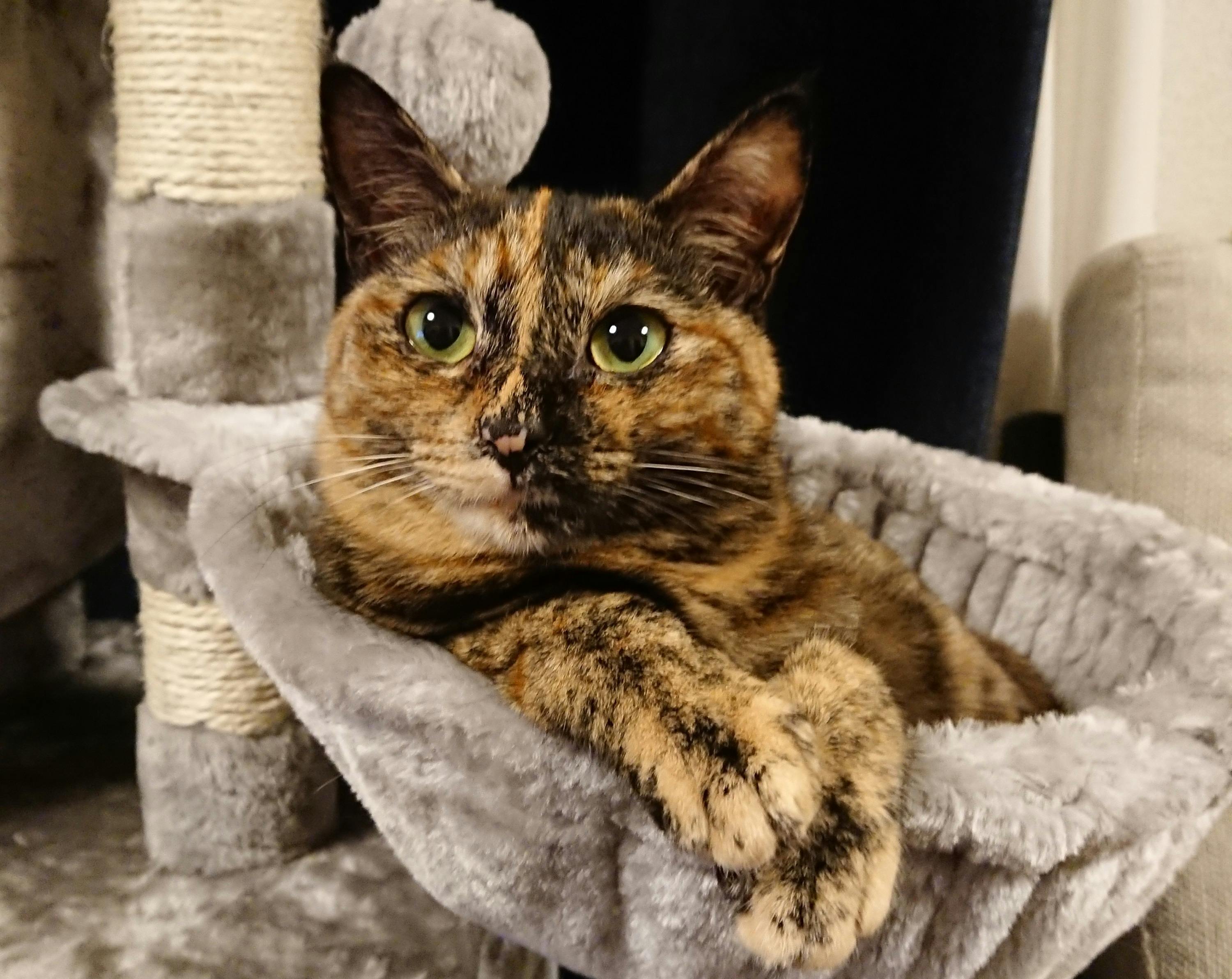 助けてください 愛猫むぎの猫伝染性腹膜炎 Fip の治療費のご協力を願います Campfire キャンプファイヤー 助けてください 愛猫むぎの猫伝染性腹膜炎 Fip の治療費のご協力を願います Campfire キャンプファイヤー