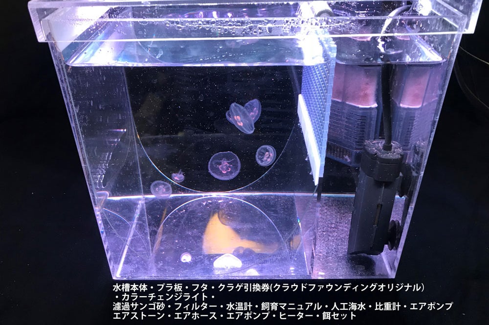 隊員メッセージvol 4 小島貞昭 クラゲ専門店atolla Campfire キャンプファイヤー 隊員メッセージvol 4 小島貞昭 クラゲ専門店atolla Campfire キャンプファイヤー