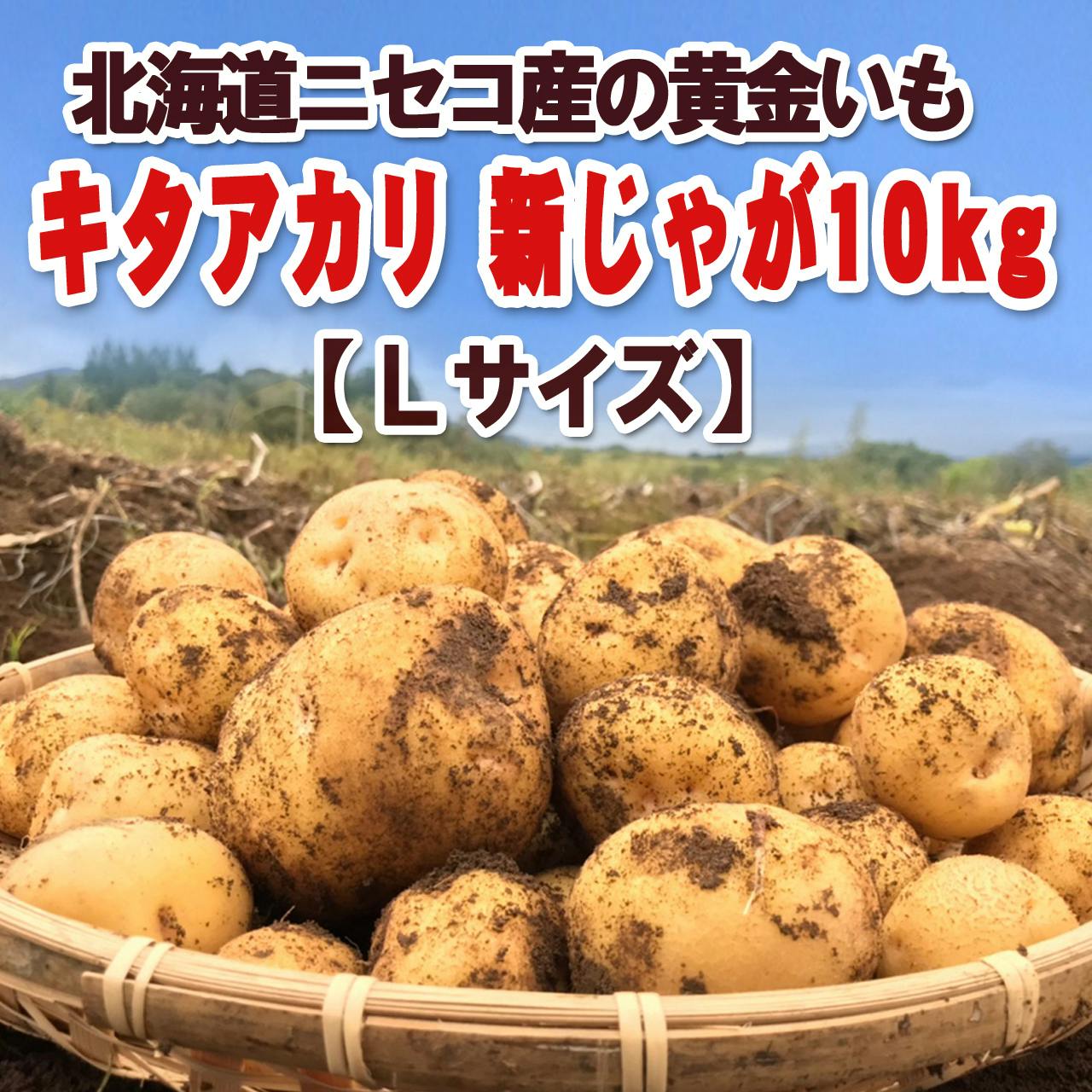 ニセコの秋の味覚を届けたい 北の大地が育んだ黄金のじゃがいも キタアカリ Campfire キャンプファイヤー ニセコの秋の味覚を届けたい 北の大地が育んだ黄金のじゃがいも キタアカリ Campfire キャンプファイヤー