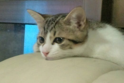 猫の抗がん剤治療について 副作用や費用 延命の長さまで ねこちゃんホンポ