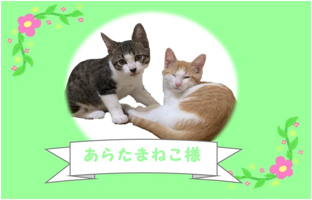 猫と触れ合える旅館 新玉 あらたま 旅館 の保護猫たちの命を守りたい Campfire キャンプファイヤー 猫と触れ合える旅館 新玉 あらたま 旅館 の保護猫たちの命を守りたい Campfire キャンプファイヤー