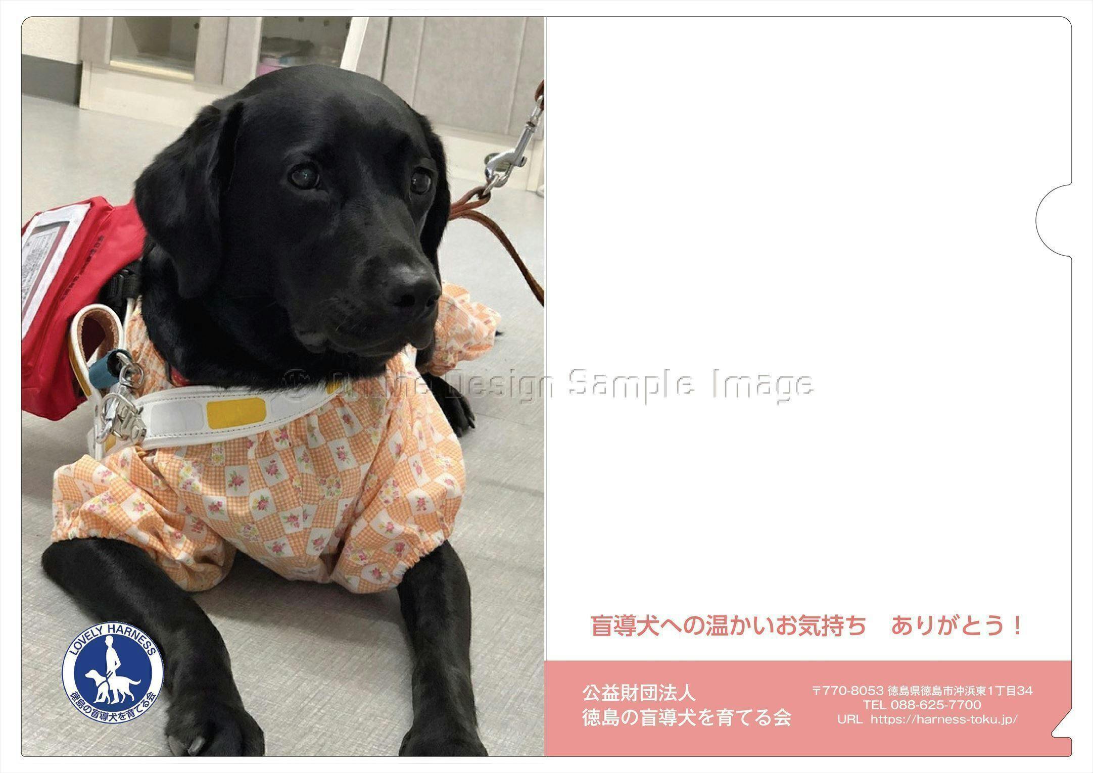 盲導犬の育成と無償貸与 啓発活動を継続するために力をお貸し下さい Campfire キャンプファイヤー 盲導犬の育成と無償貸与 啓発活動を継続するために力をお貸し下さい Campfire キャンプファイヤー