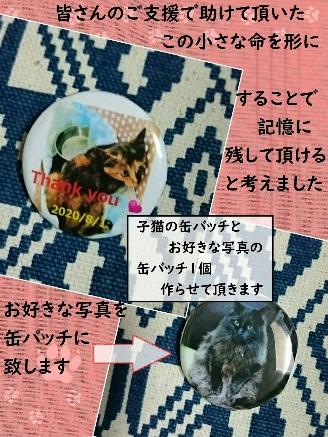 子供達の 助けてほしい から始まった挑戦 骨盤骨折の保護猫にご支援お願いします Campfire キャンプファイヤー 子供達の 助けてほしい から始まった挑戦 骨盤骨折の保護猫にご支援お願いします Campfire キャンプファイヤー