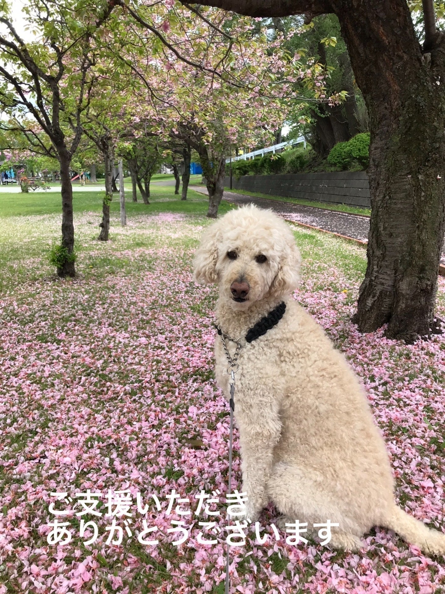 リターン画像