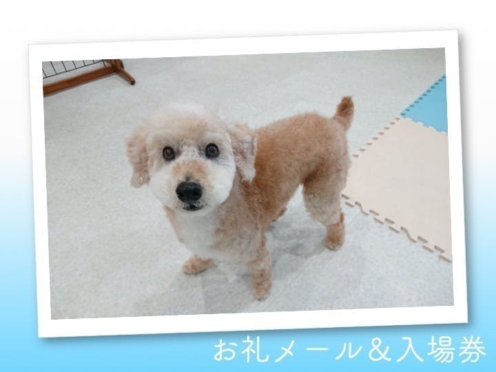 動物保護活動の新たな取り組み 写真展開催で保護動物の幸せな表情を Campfire キャンプファイヤー 動物保護活動の新たな取り組み 写真展開催で保護動物の幸せな表情を Campfire キャンプファイヤー