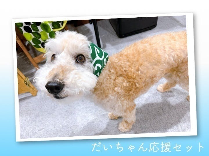 動物保護活動の新たな取り組み 写真展開催で保護動物の幸せな表情を Campfire キャンプファイヤー 動物保護活動の新たな取り組み 写真展開催で保護動物の幸せな表情を Campfire キャンプファイヤー
