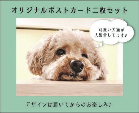 旧 ペットンカフェ コロナに負けたくない 犬猫カフェ 月と太陽 存続の危機 の支援者一覧 Campfire キャンプファイヤー