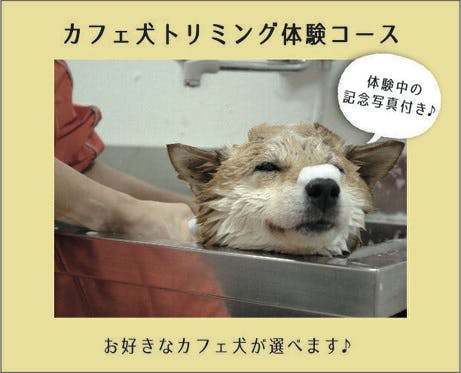 旧 ペットンカフェ コロナに負けたくない 犬猫カフェ 月と太陽 存続の危機 の支援者一覧 Campfire キャンプファイヤー