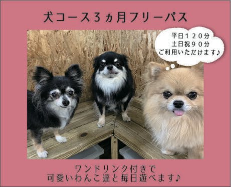 旧 ペットンカフェ コロナに負けたくない 犬猫カフェ 月と太陽 存続の危機 の支援者一覧 Campfire キャンプファイヤー