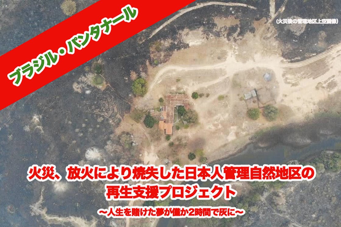 ブラジル パンタナール 放火被害にあった野生動物 森林焼失再生プロジェクト Campfire キャンプファイヤー ブラジル パンタナール 放火被害にあった野生動物 森林焼失再生プロジェクト Campfire キャンプファイヤー