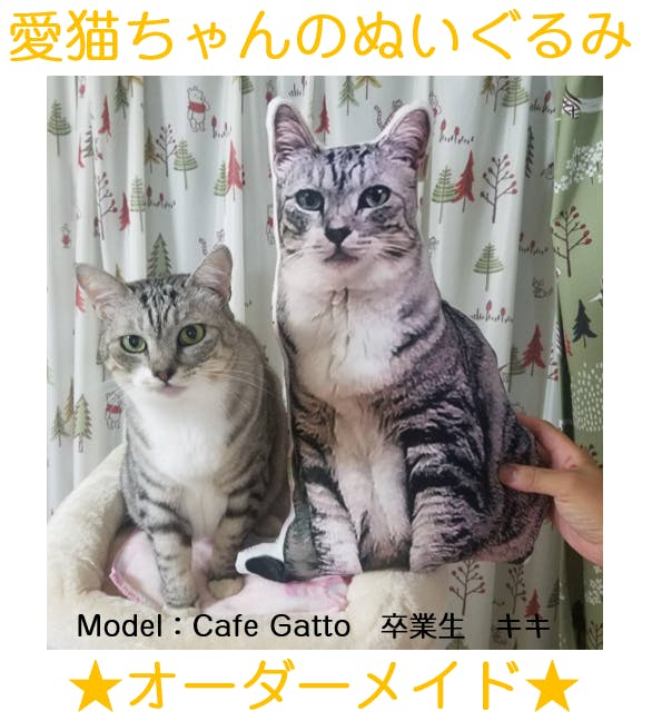 里親募集型保護猫カフェ 営業継続のための店舗購入資金ご支援のお願い Campfire キャンプファイヤー