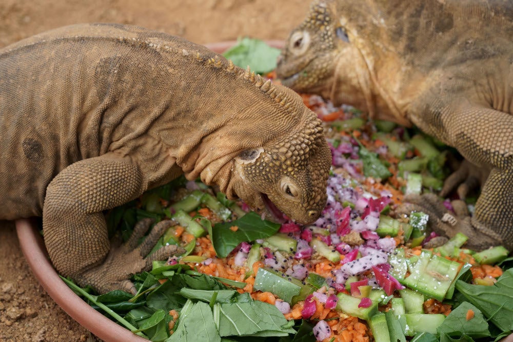 希少な爬虫類を守りたい！コロナで大打撃の爬虫類専門動物園iZoo