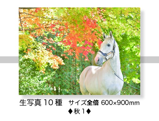 ♢美しい馬の写真集を作りたい♢サラブレッドビューティー○ゴールド