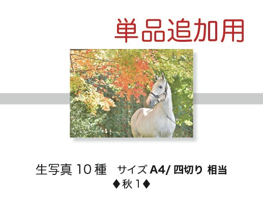 ご案内○ゴールドシップ『2022年度ポスターカレンダー』予約受付を開始