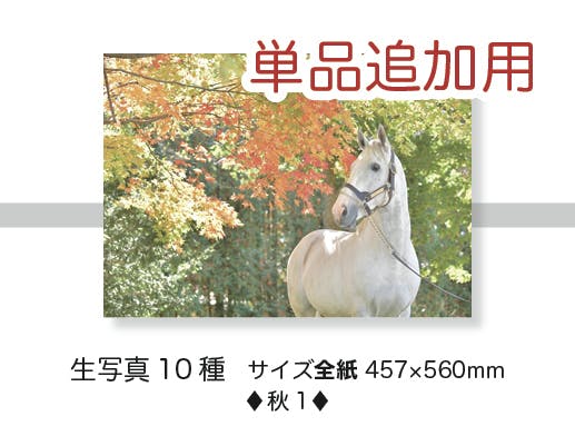 ♢美しい馬の写真集を作りたい♢サラブレッドビューティー