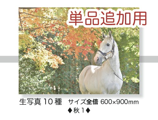 ゴールドシップ　優勝記念プレミアム写真集　遥かなる蹄跡 名馬の美しい写真集を残したい♦︎サラブレッドビューティー