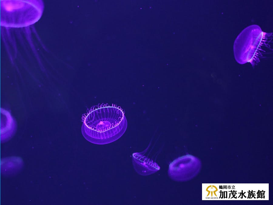 鶴岡市立加茂水族館 美しいクラゲたちをえさ代で救いたいへのコメント Campfire キャンプファイヤー 鶴岡市立加茂水族館 美しいクラゲたちをえさ代で救いたいへのコメント Campfire キャンプファイヤー