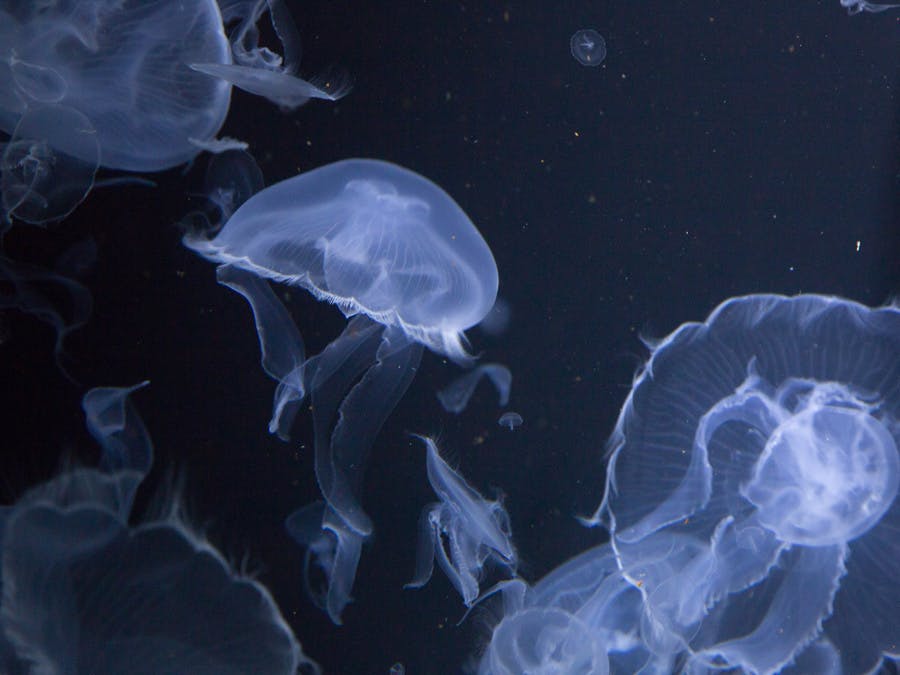 鶴岡市立加茂水族館 美しいクラゲたちをえさ代で救いたいへのコメント Campfire キャンプファイヤー 鶴岡市立加茂水族館 美しいクラゲたちをえさ代で救いたいへのコメント Campfire キャンプファイヤー