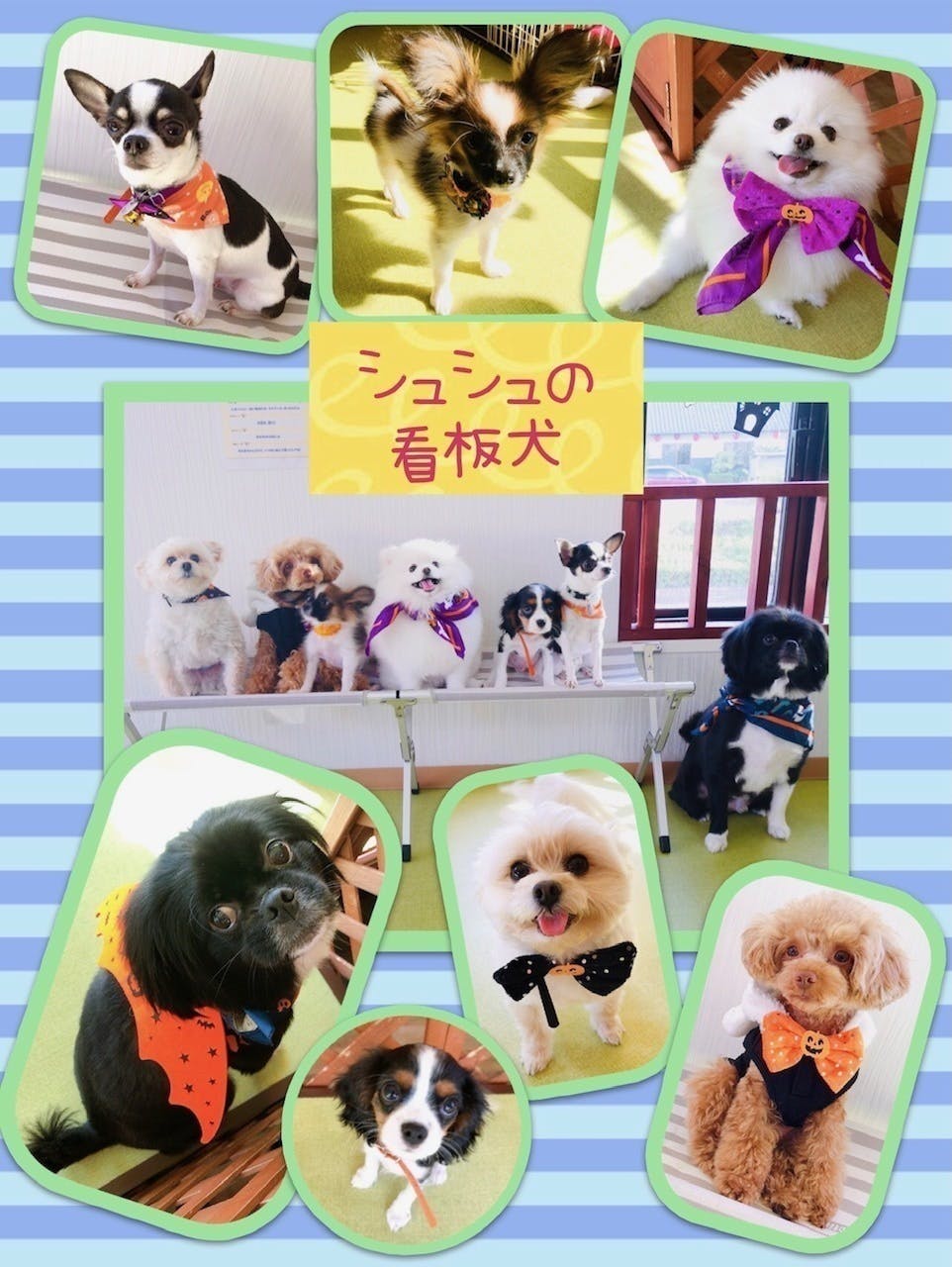 助けてください 福岡県の数少ない犬カフェが存続の危機 Campfire キャンプファイヤー 助けてください 福岡県の数少ない犬カフェが存続の危機 Campfire キャンプファイヤー