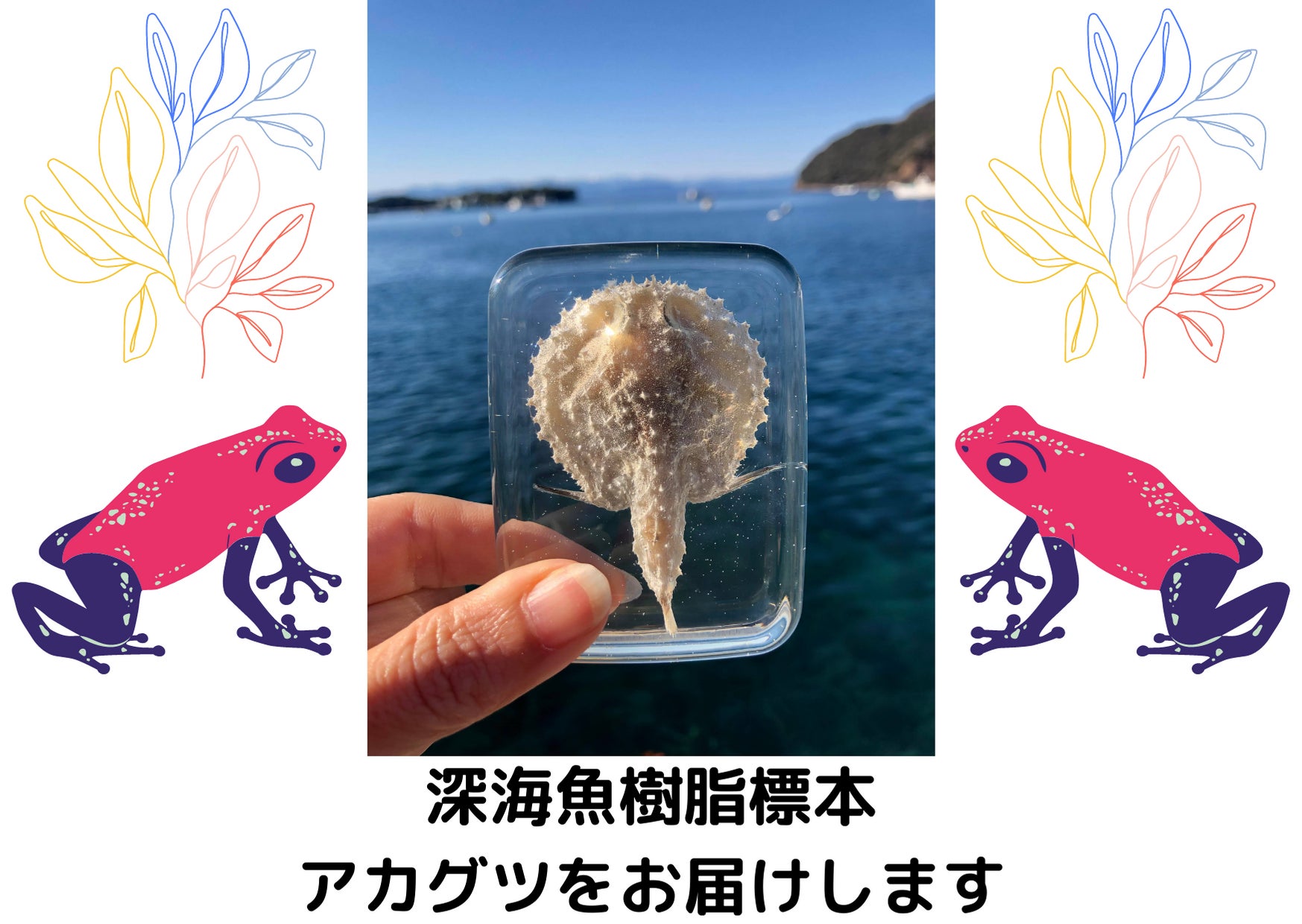 漁師応援!「沼津市戸田(へだ)の深海魚」を守りたい! - CAMPFIRE 漁師応援!「沼津市戸田(へだ)の深海魚」を守りたい! - CAMPFIRE