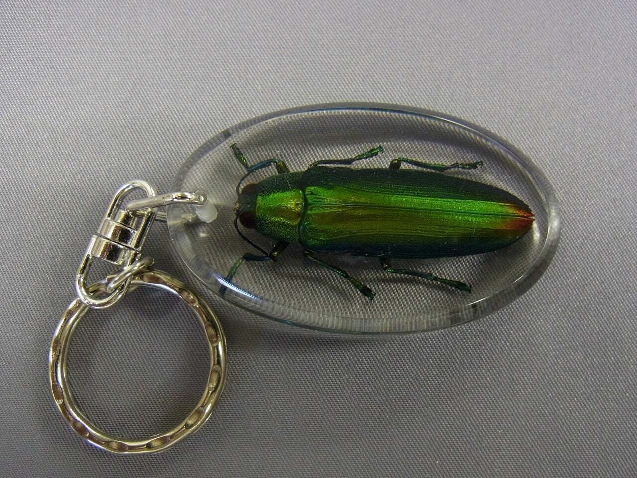 皆様のおかげで4月3日開館することが出来ました Campfire キャンプファイヤー 皆様のおかげで4月3日開館することが出来ました Campfire キャンプファイヤー