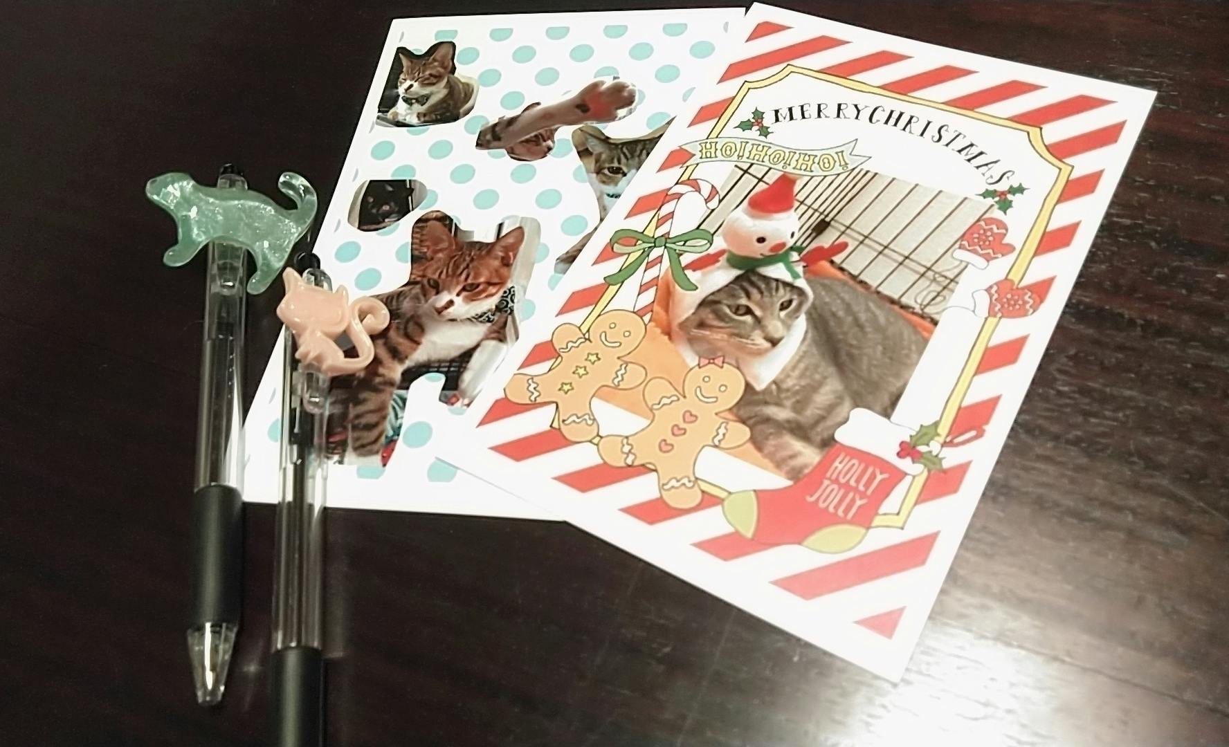 猫を愛する高校生の挑戦 これからも保護猫活動を続けたい Campfire キャンプファイヤー 猫を愛する高校生の挑戦 これからも保護猫活動を続けたい Campfire キャンプファイヤー