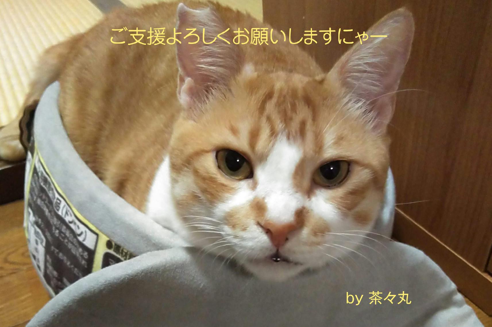 猫を愛する高校生の挑戦 これからも保護猫活動を続けたい Campfire キャンプファイヤー