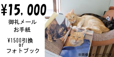 大阪高槻】保護猫カフェを助けてください！ - CAMPFIRE (キャンプ 