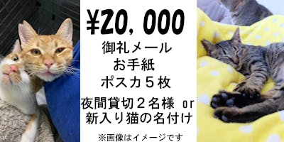 大阪高槻】保護猫カフェを助けてください！ - CAMPFIRE (キャンプ 