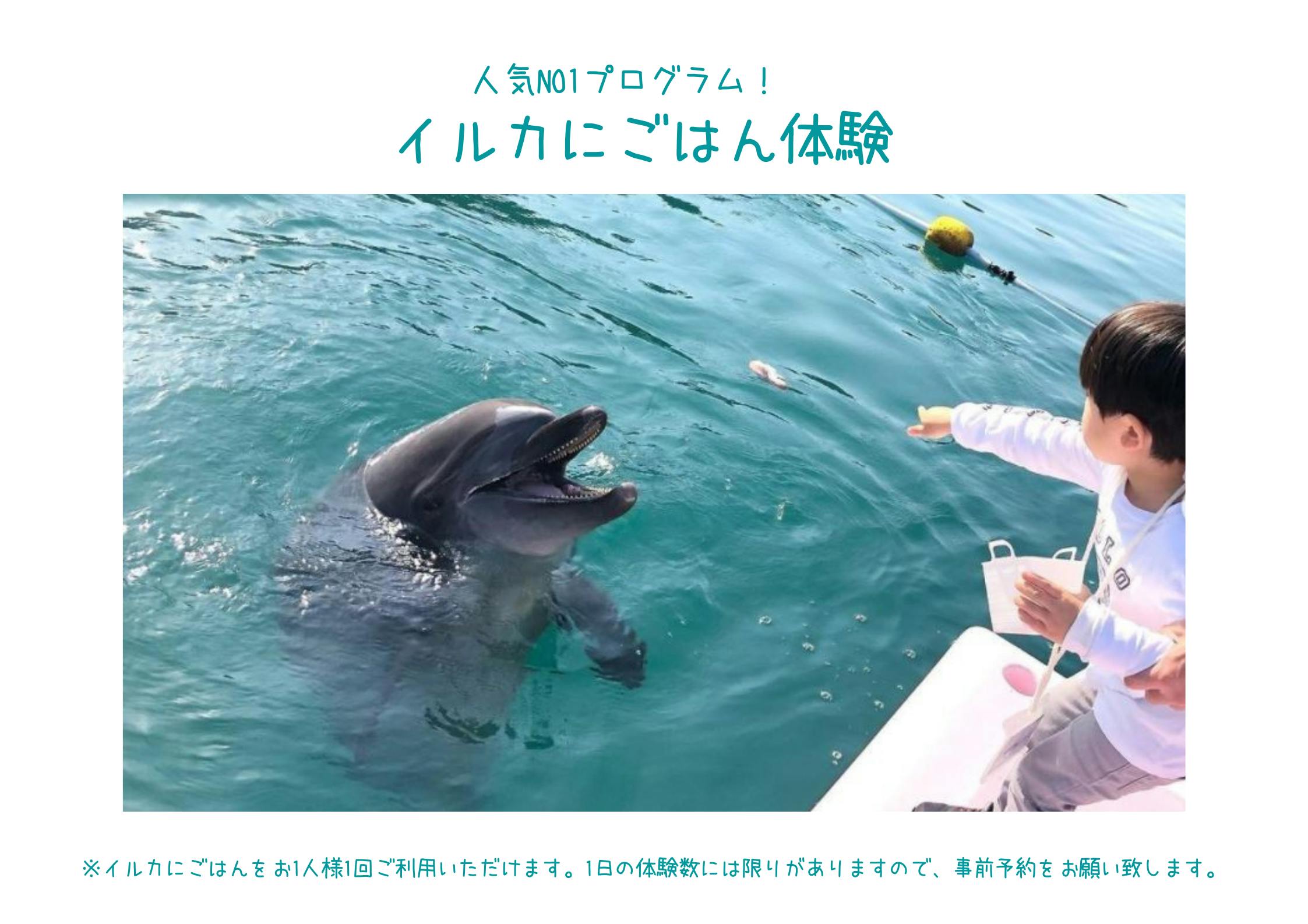 日本で唯一の施設にしたい イルカたちが喜ぶ新鮮なお魚をあげたい Campfire キャンプファイヤー 日本で唯一の施設にしたい イルカたちが喜ぶ新鮮なお魚をあげたい Campfire キャンプファイヤー