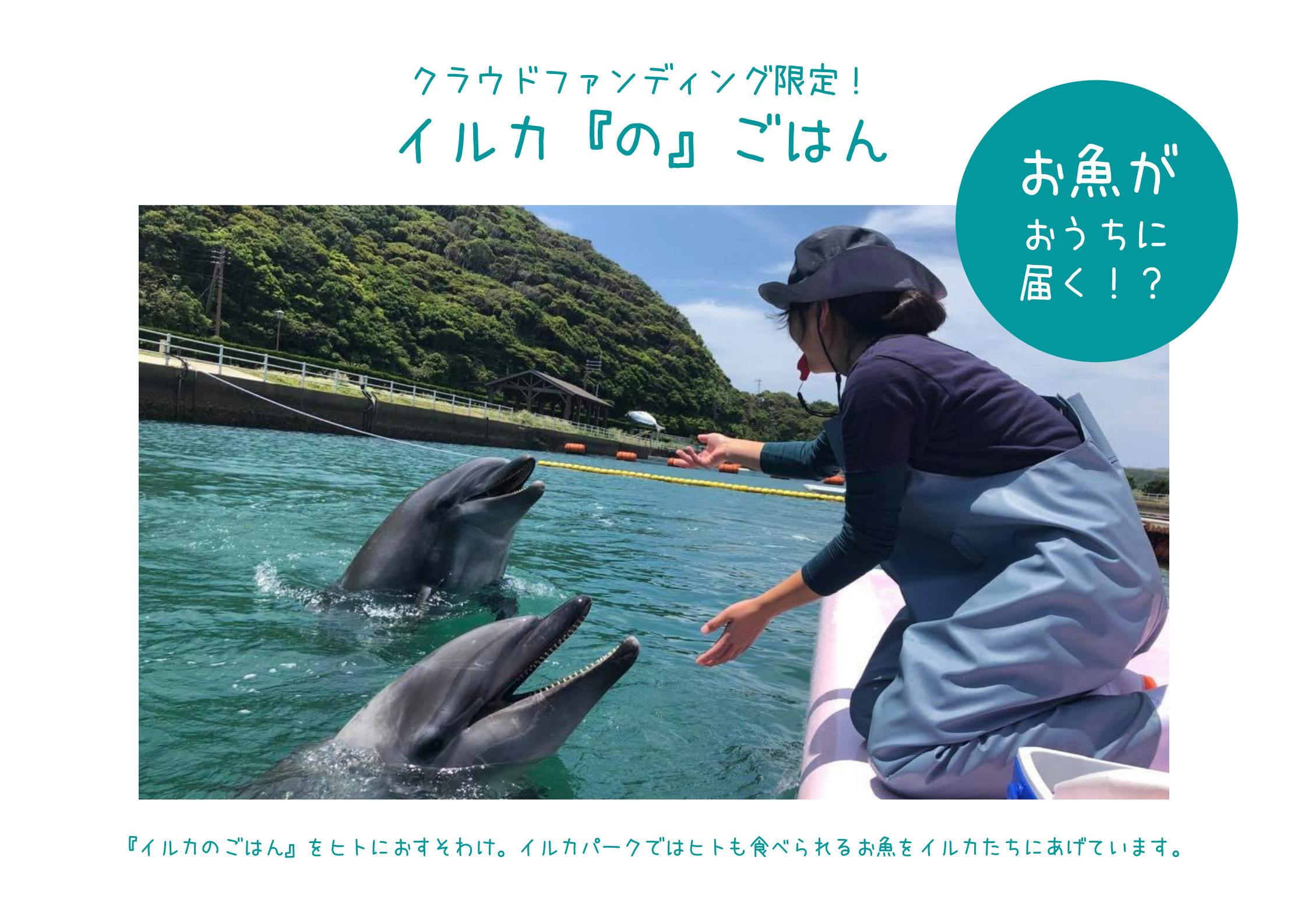 日本で唯一の施設にしたい イルカたちが喜ぶ新鮮なお魚をあげたい Campfire キャンプファイヤー 日本で唯一の施設にしたい イルカたちが喜ぶ新鮮なお魚をあげたい Campfire キャンプファイヤー