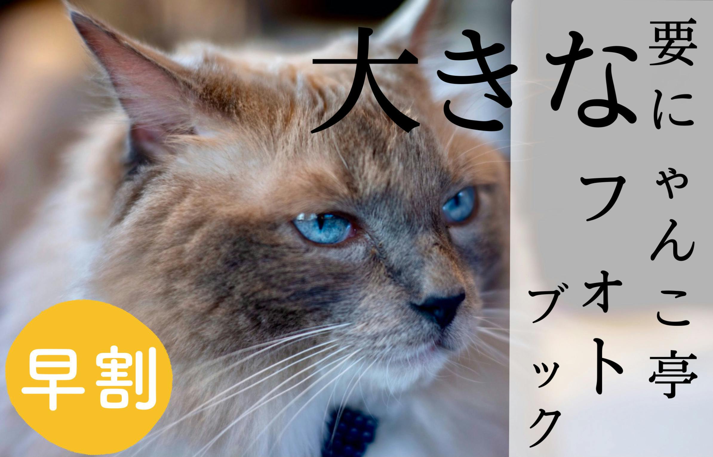 久米島にゃんこ部ー久米島のにゃんこを救え ー Campfire キャンプファイヤー 久米島にゃんこ部ー久米島のにゃんこを救え ー Campfire キャンプファイヤー