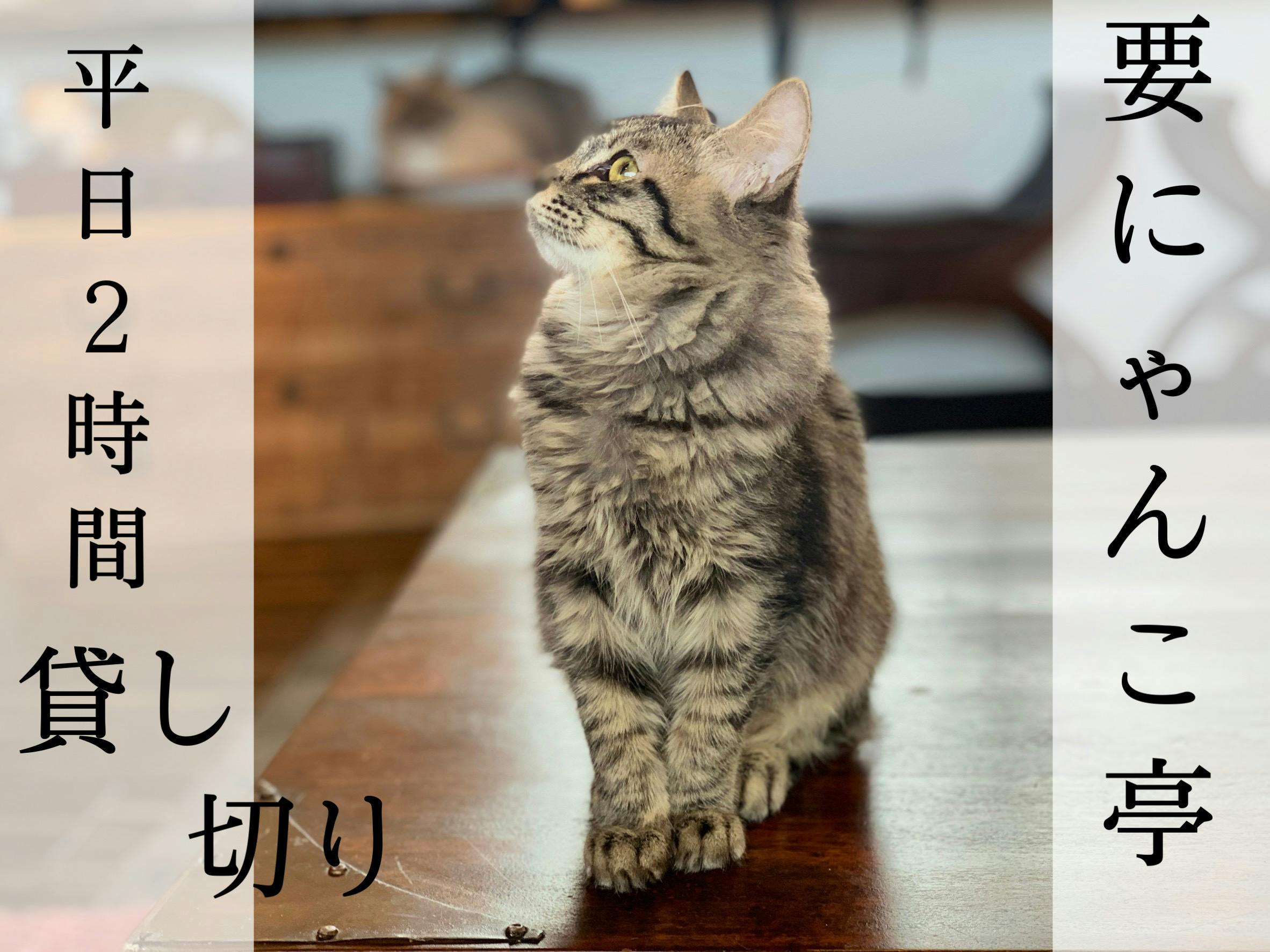 久米島にゃんこ部ー久米島のにゃんこを救え ー Campfire キャンプファイヤー 久米島にゃんこ部ー久米島のにゃんこを救え ー Campfire キャンプファイヤー
