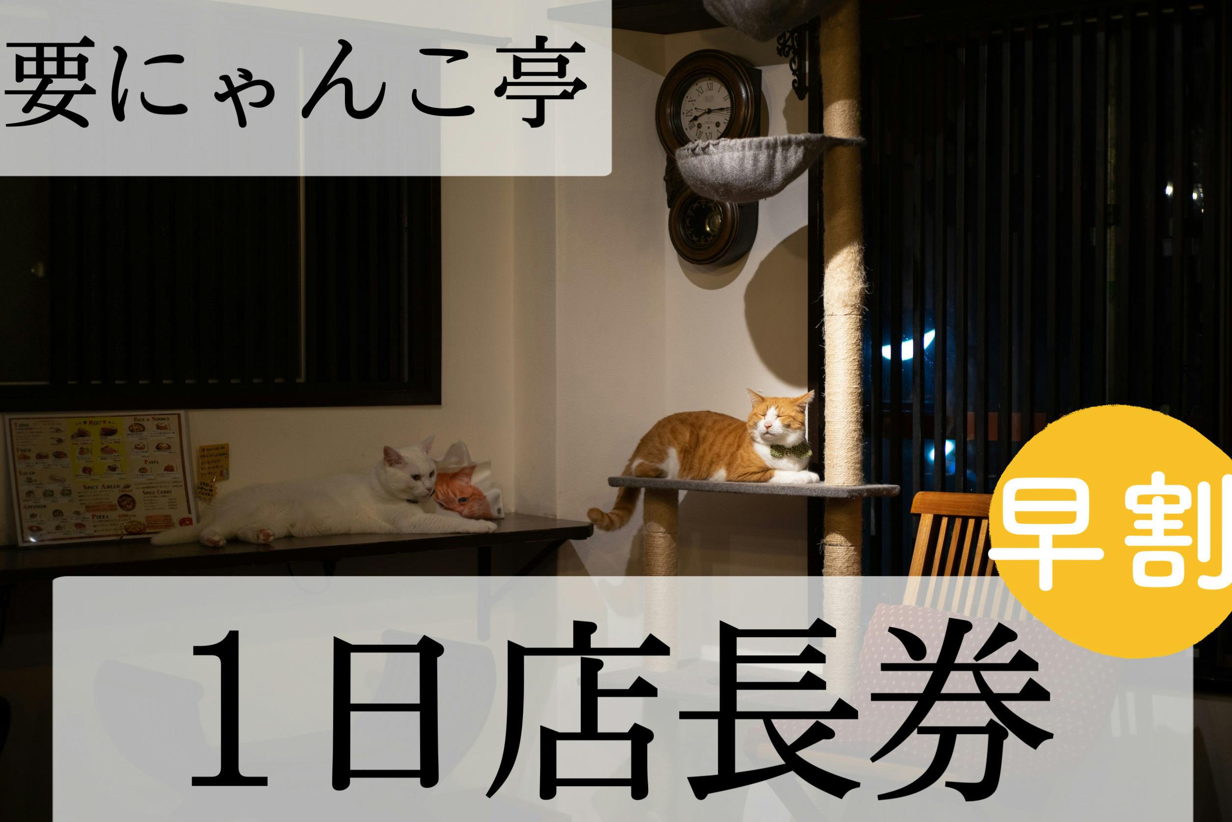 久米島にゃんこ部ー久米島のにゃんこを救え ー Campfire キャンプファイヤー 久米島にゃんこ部ー久米島のにゃんこを救え ー Campfire キャンプファイヤー