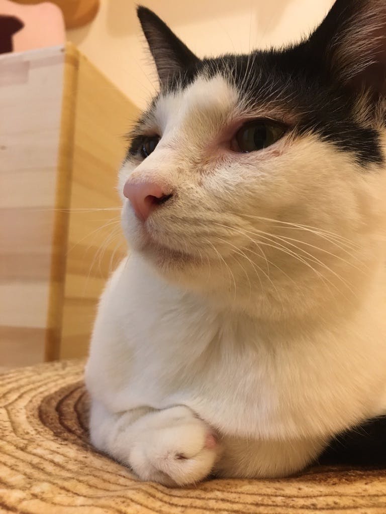 平塚の飼い主のいないねこちゃん達を減らす活動を継続したい Campfire キャンプファイヤー 平塚の飼い主のいないねこちゃん達を減らす活動を継続したい Campfire キャンプファイヤー