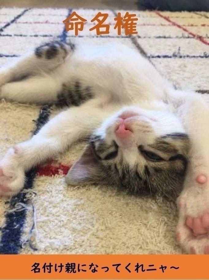 平塚の飼い主のいないねこちゃん達を減らす活動を継続したい Campfire キャンプファイヤー 平塚の飼い主のいないねこちゃん達を減らす活動を継続したい Campfire キャンプファイヤー