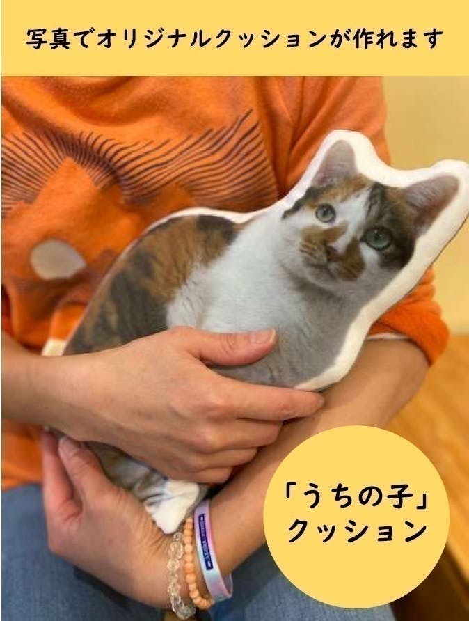 平塚の飼い主のいないねこちゃん達を減らす活動を継続したい Campfire キャンプファイヤー