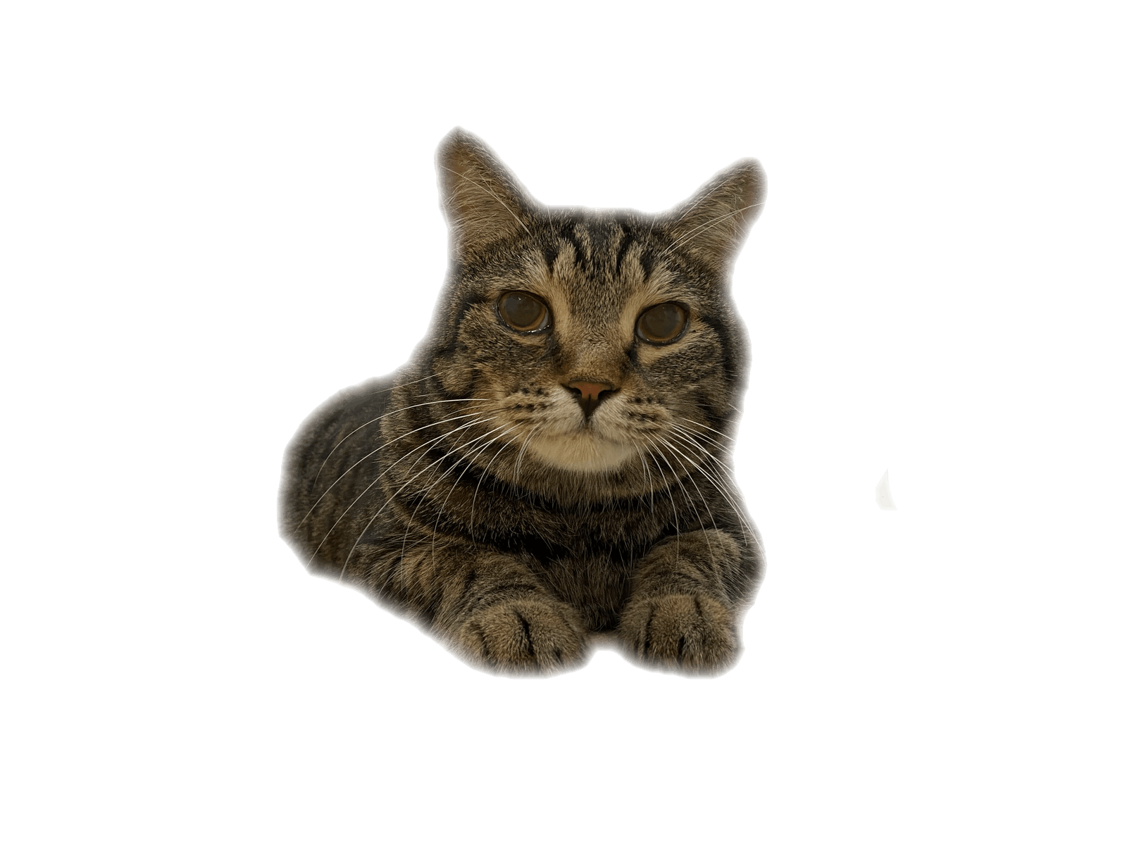 コロナに負けずに沢山の猫を救い続けたい Campfire キャンプファイヤー コロナに負けずに沢山の猫を救い続けたい Campfire キャンプファイヤー