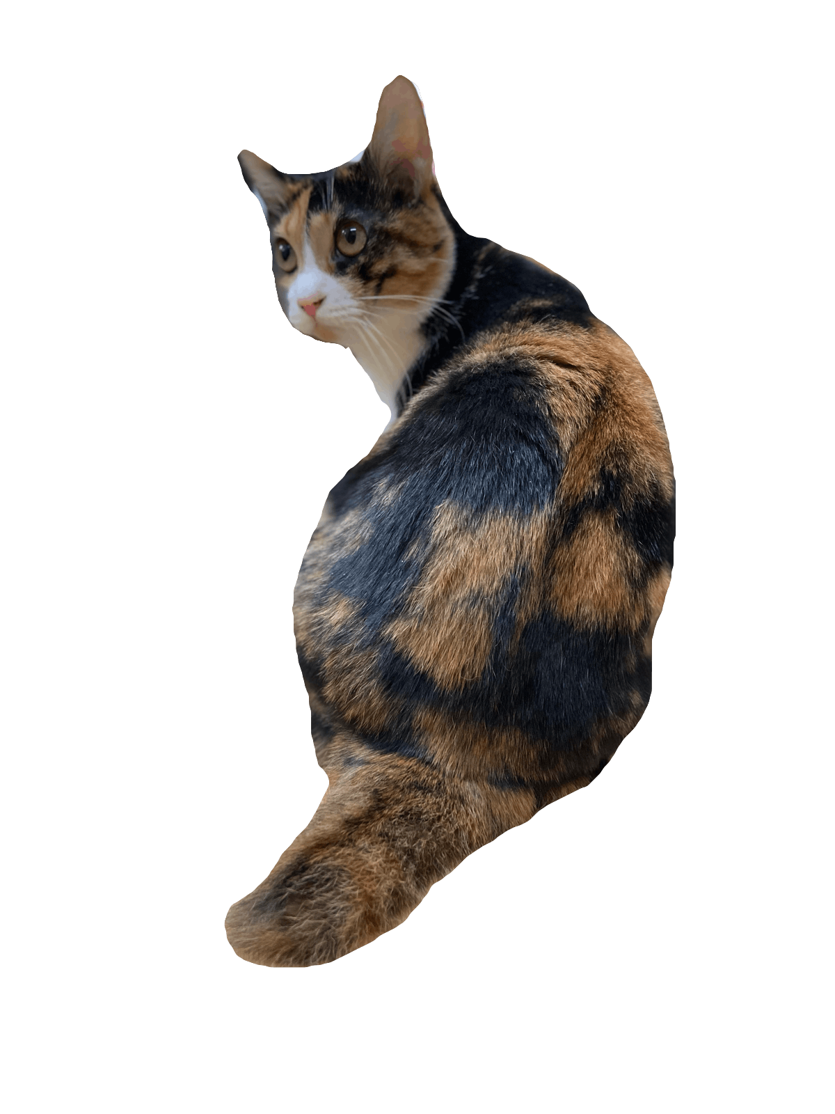 コロナに負けずに沢山の猫を救い続けたい Campfire キャンプファイヤー コロナに負けずに沢山の猫を救い続けたい Campfire キャンプファイヤー