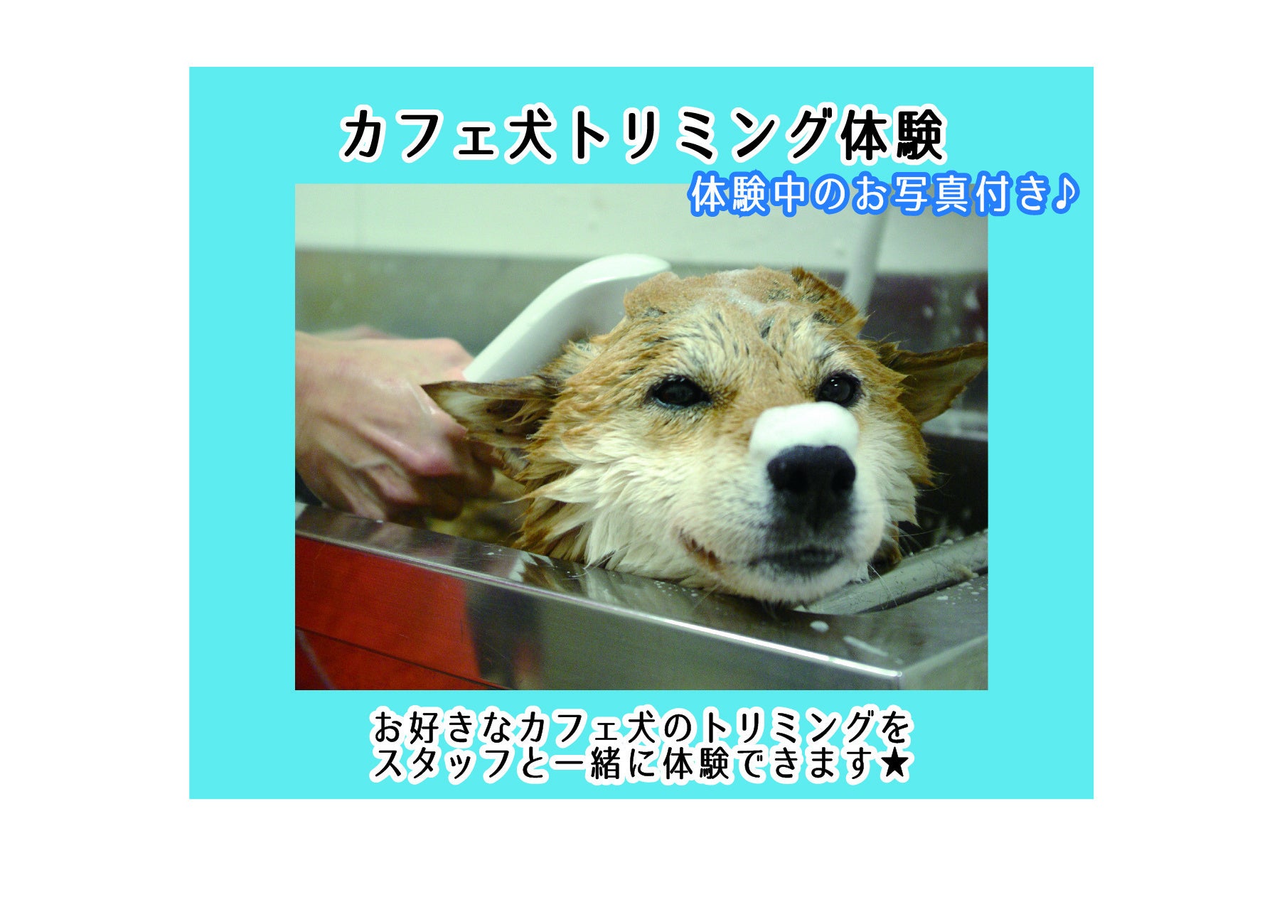 月と太陽ができるまで・・・ - CAMPFIRE (キャンプファイヤー)