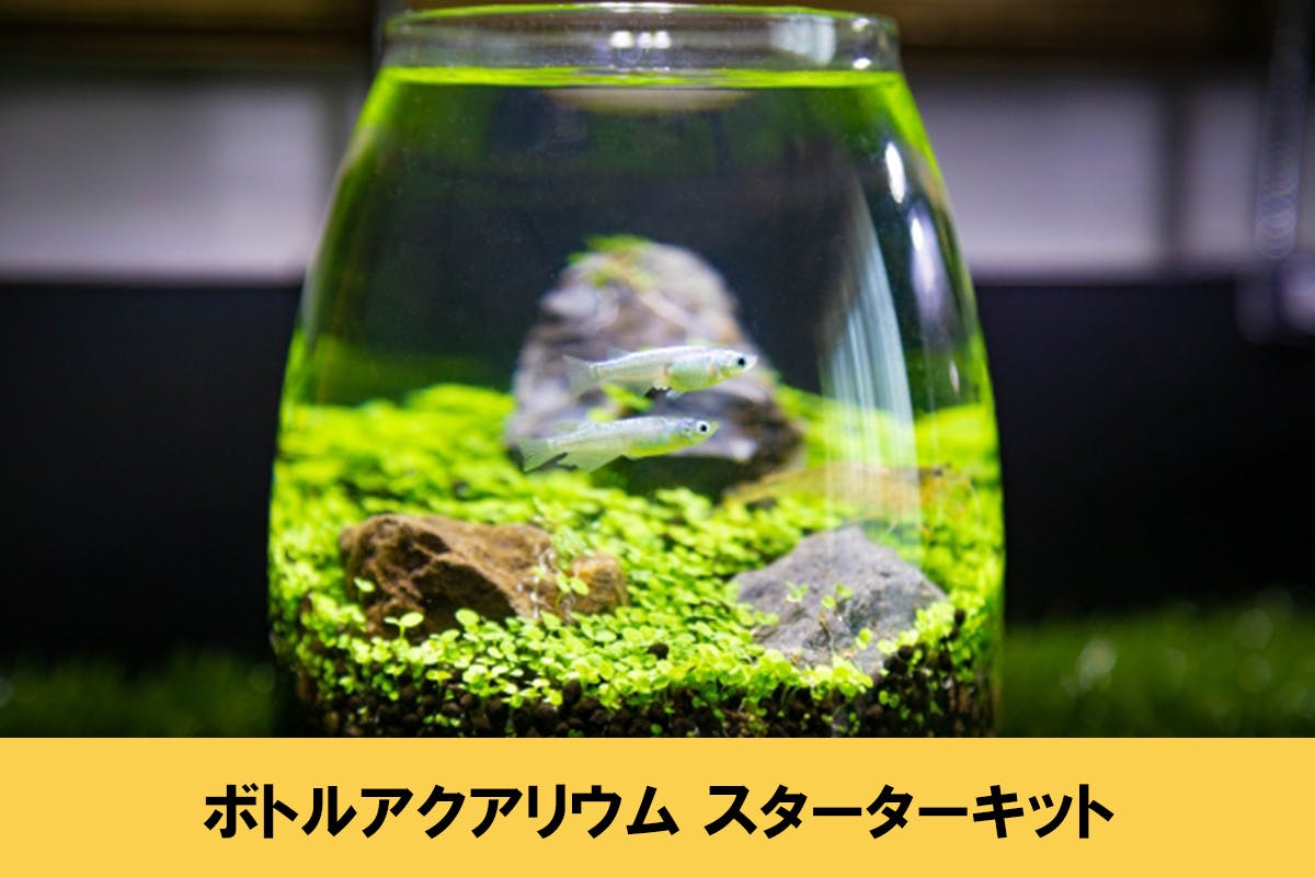 おうちで簡単に始められる ボトルアクアリウム を広めたい Campfire キャンプファイヤー おうちで簡単に始められる ボトルアクアリウム を広めたい Campfire キャンプファイヤー