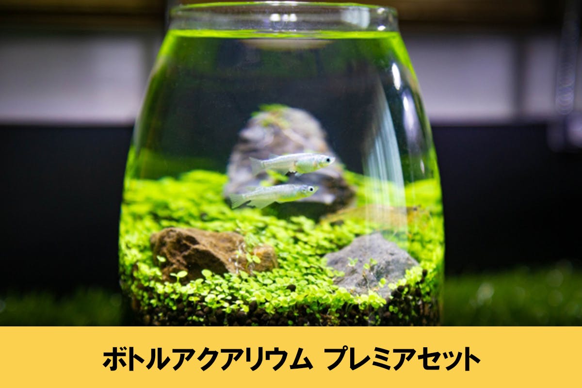 おうちで簡単に始められる ボトルアクアリウム を広めたい Campfire キャンプファイヤー おうちで簡単に始められる ボトルアクアリウム を広めたい Campfire キャンプファイヤー