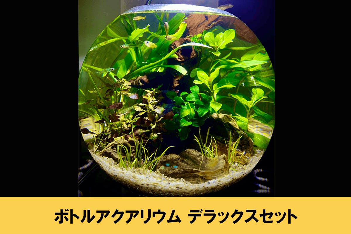 おうちで簡単に始められる ボトルアクアリウム を広めたい Campfire キャンプファイヤー おうちで簡単に始められる ボトルアクアリウム を広めたい Campfire キャンプファイヤー