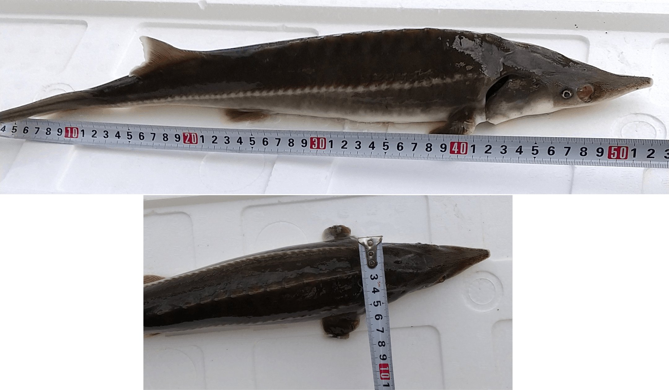 キャビアだけじゃない 古代魚コチョウザメの美味しさを知ってもらいたい Campfire キャンプファイヤー キャビアだけじゃない 古代魚コチョウザメの美味しさを知ってもらいたい Campfire キャンプファイヤー