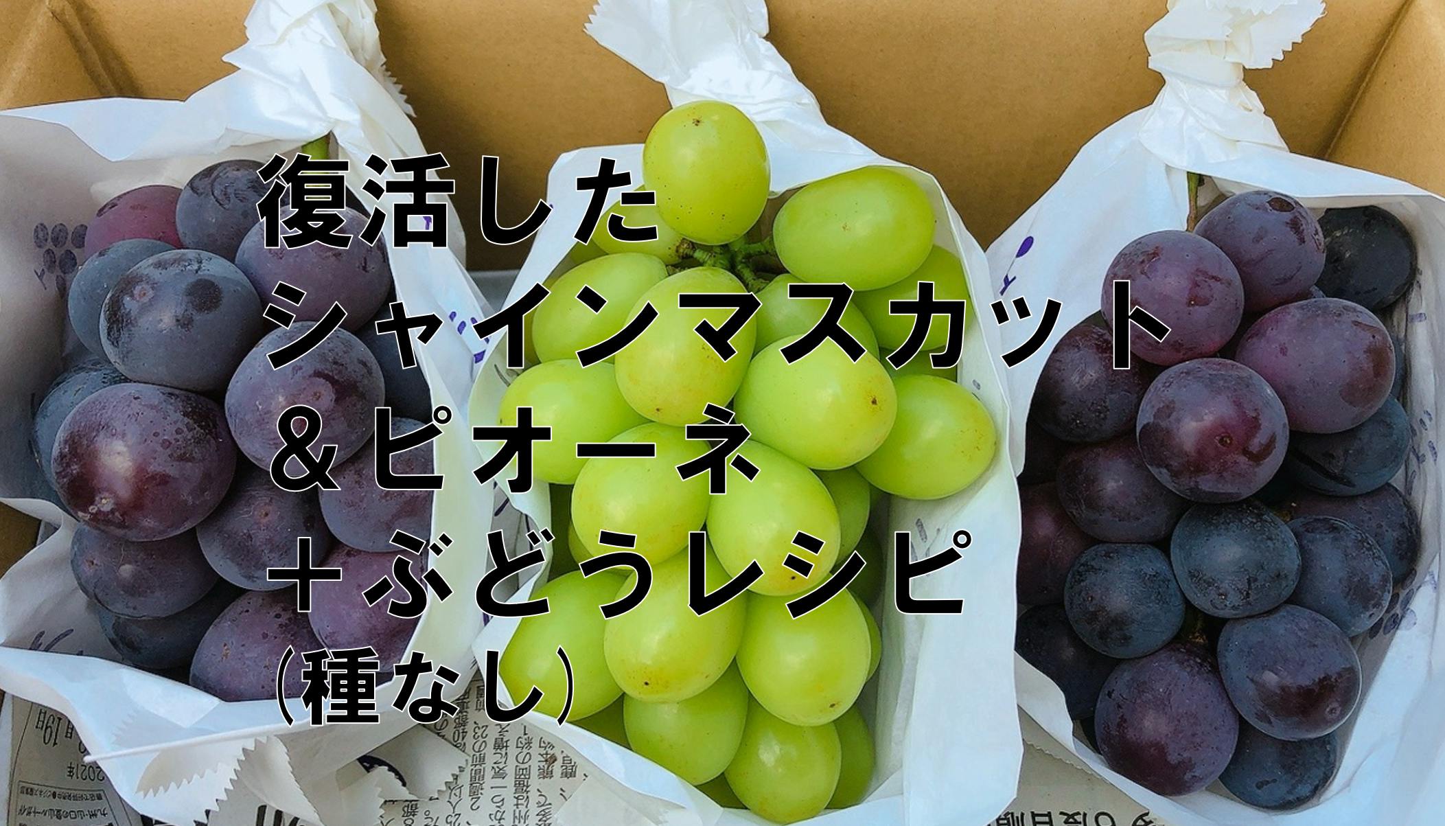 九州豪雨でぶどう棚が倒壊 1万房が被害に 復旧させて遠藤ぶどう園を未来に繋げたい Campfire キャンプファイヤー