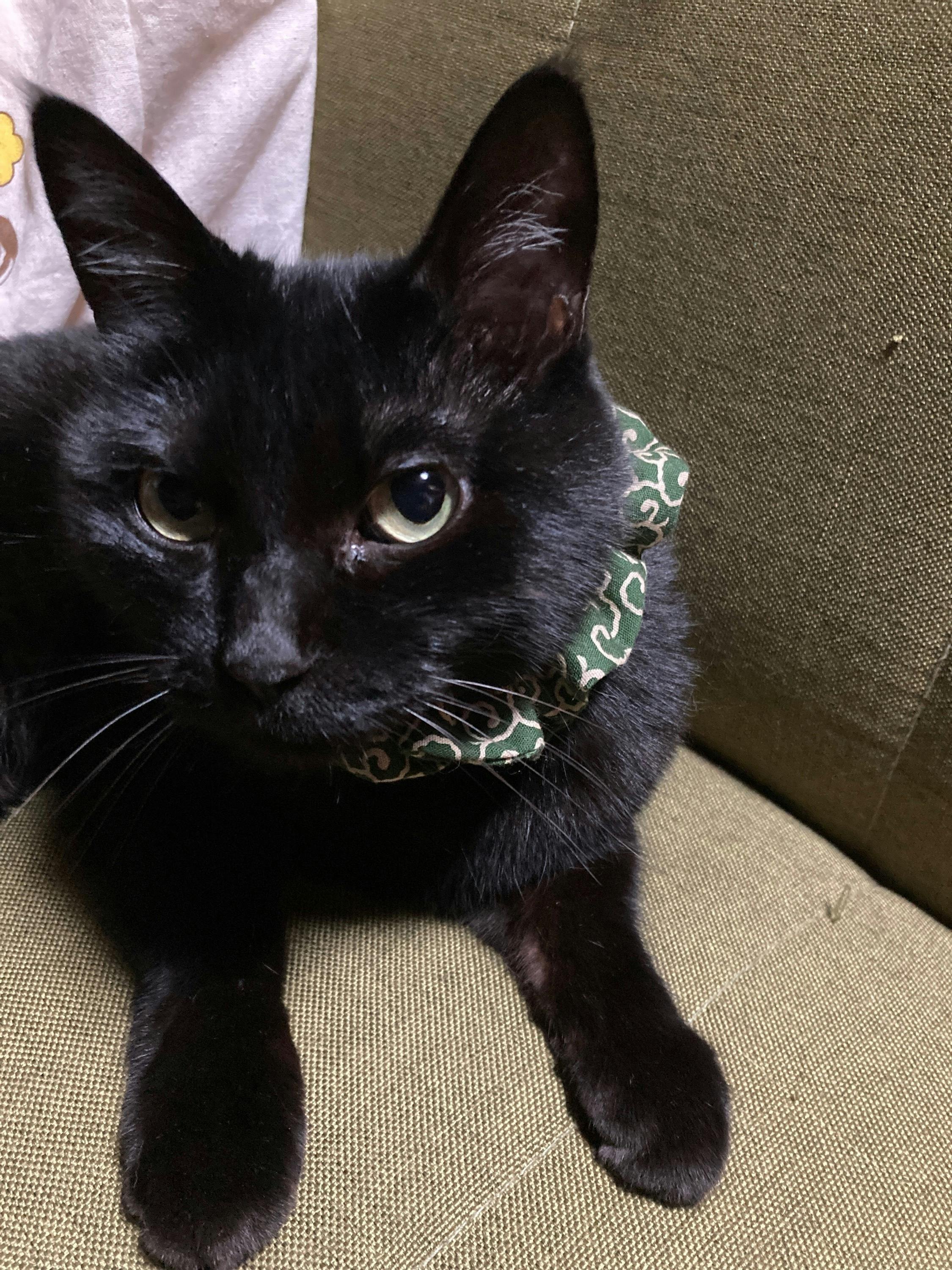 飼えない だけど協力したい そんな方の為に保護猫犬応援カフェを開業します Campfire キャンプファイヤー 飼えない だけど協力したい そんな方の為に保護猫犬応援カフェを開業します Campfire キャンプファイヤー
