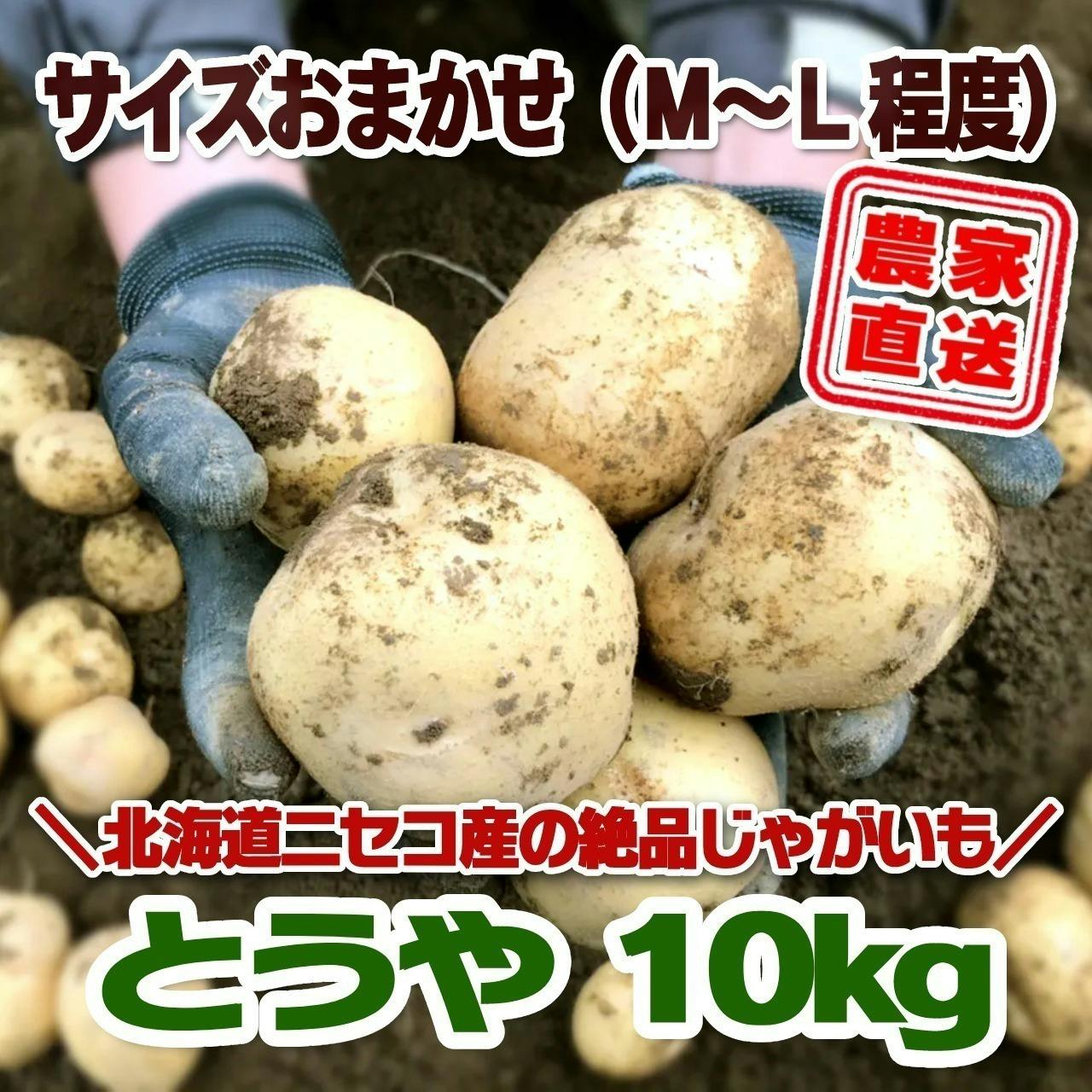 北海道ニセコの秋の味覚を届けたい！北の大地が育んだ黄金じゃがいも「キタアカリ」 - CAMPFIRE (キャンプファイヤー)